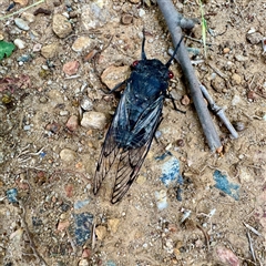 Psaltoda moerens (Redeye cicada) at Russell, ACT - Yesterday by Hejor1