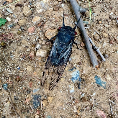 Psaltoda moerens (Redeye cicada) at Russell, ACT - Yesterday by Hejor1