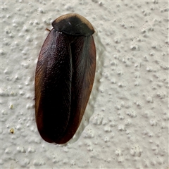 Laxta sp. (genus) at Braddon, ACT - Yesterday by Hejor1