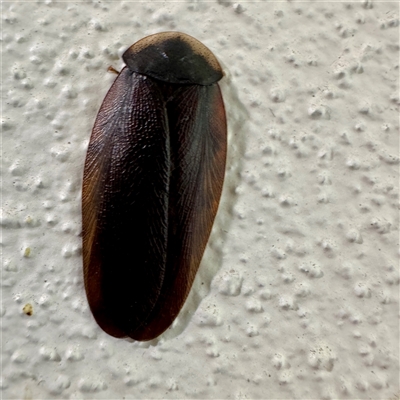 Laxta sp. (genus) at Braddon, ACT - Yesterday by Hejor1