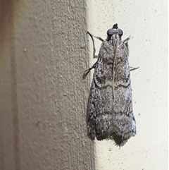 Ctenomeristis almella (Almella Frass Moth) at Pebbly Beach, NSW - 11 Nov 2025 by Pirom