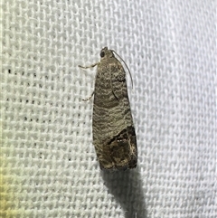 Cydia pomonella (Codling Moth) at Reid, ACT - 2 Nov 2025 by Pirom