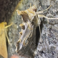 Chrysodeixis argentifera (Tobacco Looper) at Reid, ACT - 25 Oct 2025 by Pirom