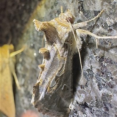 Chrysodeixis argentifera (Tobacco Looper) at Reid, ACT - 25 Oct 2025 by Pirom