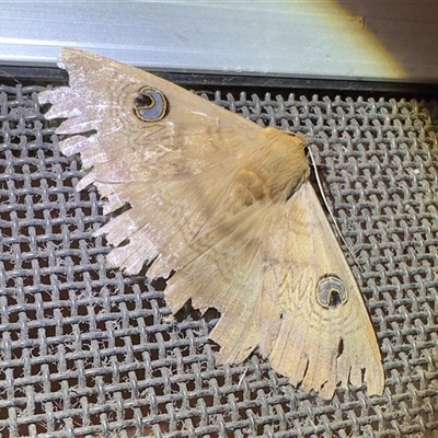 Dasypodia selenophora (Southern Old Lady Moth) at Pebbly Beach, NSW - 9 Nov 2025 by Pirom