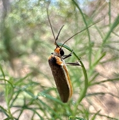 Palaeosia bicosta (Two-ribbed Footman) at Hackett, ACT - 16 Nov 2025 by Pirom