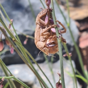 Psaltoda moerens (Redeye cicada) at Yarralumla, ACT - 20 Nov 2025 by galah681