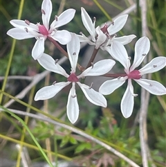 Burchardia umbellata at Bundanoon, NSW - 20 Nov 2025 by JaneR