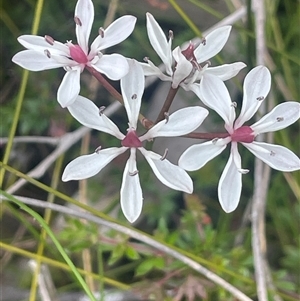 Burchardia umbellata at Bundanoon, NSW - 20 Nov 2025 by JaneR
