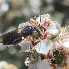 Unverified True fly (Diptera) at Yarralumla, ACT - 13 Nov 2025 by galah681