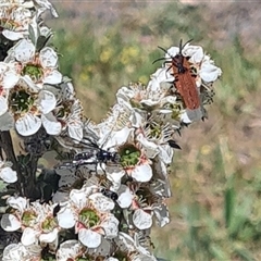 Porrostoma rhipidium (Long-nosed Lycid (Net-winged) beetle) at Yarralumla, ACT - 13 Nov 2025 by galah681