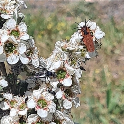 Porrostoma rhipidium (Long-nosed Lycid (Net-winged) beetle) at Yarralumla, ACT - 13 Nov 2025 by galah681