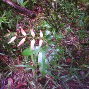 Sapindaceae (rainforest trees spp.) at Syndicate, QLD - 11 Jun 2014 by JasonPStewart