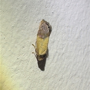 Unverified Concealer moth (Oecophoridae) at Pebbly Beach, NSW - 10 Nov 2025 by Pirom