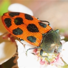 Castiarina octomaculata (A jewel beetle) at Denman Prospect, ACT - 20 Nov 2025 by Harrisi