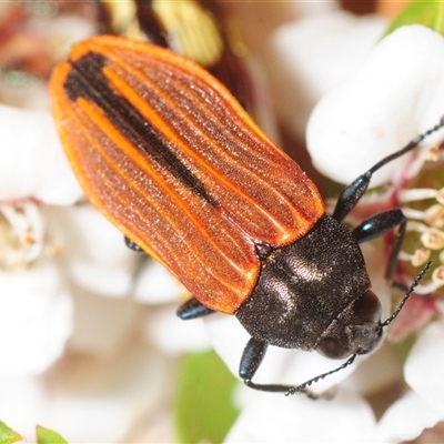 Castiarina erythroptera (Lycid Mimic Jewel Beetle) at Denman Prospect, ACT - 20 Nov 2025 by Harrisi