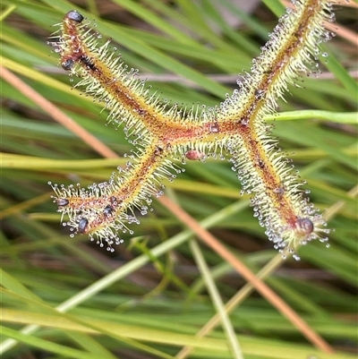 Drosera binata at  - suppressed by JaneR