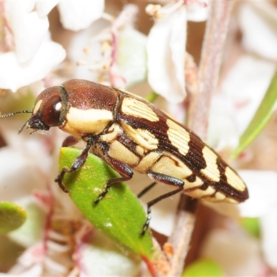 Castiarina decemmaculata (Ten-spot Jewel Beetle) at Denman Prospect, ACT - 20 Nov 2025 by Harrisi