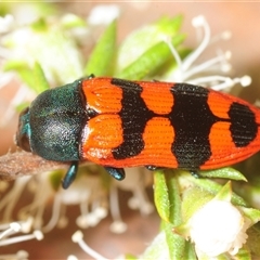 Castiarina crenata (Jewel beetle) at Fadden, ACT - 20 Nov 2025 by Harrisi