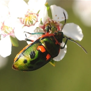 Unverified True bug (Hemiptera, Heteroptera) at Denman Prospect, ACT - 20 Nov 2025 by Harrisi