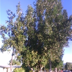 Peripentadenia phelpsii at Mossman, QLD - 19 Sep 2014 by JasonPStewart