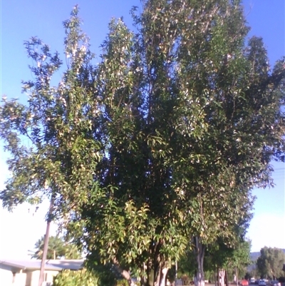 Peripentadenia phelpsii at Mossman, QLD - 19 Sep 2014 by JasonPStewart