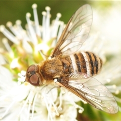 Unverified True fly (Diptera) at Fadden, ACT - 20 Nov 2025 by Harrisi