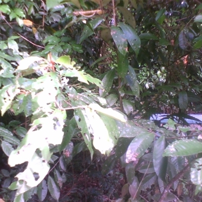 Alphitonia whitei (northern red ash) at  - suppressed by JasonPStewart