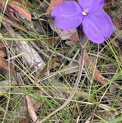 Patersonia sericea var. sericea at Bundanoon, NSW - 20 Nov 2025 by JaneR