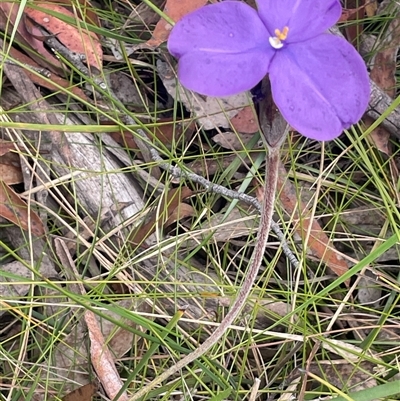 Patersonia sericea var. sericea at Bundanoon, NSW - 20 Nov 2025 by JaneR
