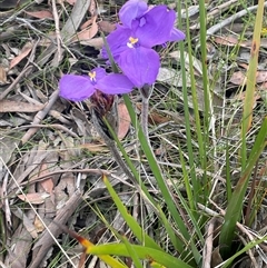 Unverified at suppressed - suppressed