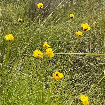 Xyris ustulata at Bundanoon, NSW - 20 Nov 2025 by JaneR