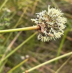 Unverified at suppressed - suppressed