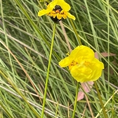 Unverified at suppressed - suppressed