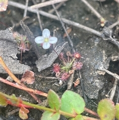 Drosera pygmaea at Bundanoon, NSW - 20 Nov 2025 by JaneR