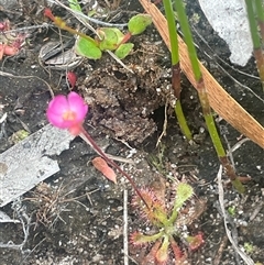Drosera spatulata at Bundanoon, NSW - 20 Nov 2025 by JaneR