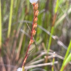 Drosera burmanni at Bundanoon, NSW - 20 Nov 2025 by JaneR
