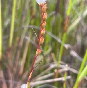 Drosera burmanni at Bundanoon, NSW - 20 Nov 2025 by JaneR
