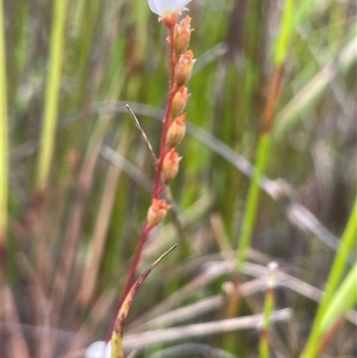Drosera burmanni at Bundanoon, NSW - 20 Nov 2025 by JaneR