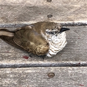 Chalcites lucidus at Kungala, NSW - Today by donnanchris
