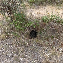 Tachyglossus aculeatus (Short-beaked Echidna) at Duffy, ACT - 20 Nov 2025 by JillianM