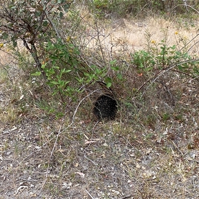 Tachyglossus aculeatus (Short-beaked Echidna) at Duffy, ACT - 20 Nov 2025 by JillianM