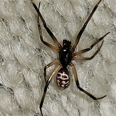 Steatoda sp. (genus) at  - suppressed by sangio7