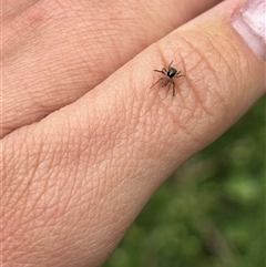Maratus pavonis at Uriarra Village, ACT - Yesterday by RangerBec
