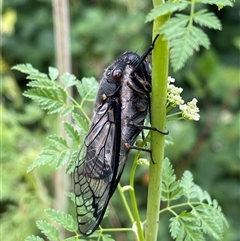 Psaltoda moerens (Redeye cicada) at Uriarra Village, ACT - Yesterday by LineMarie