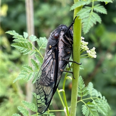 Psaltoda moerens (Redeye cicada) at Uriarra Village, ACT - Yesterday by LineMarie