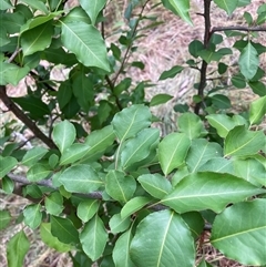 Unverified Other Tree at Hackett, ACT - Yesterday by waltraud