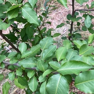 Unverified Other Tree at Hackett, ACT - Yesterday by waltraud