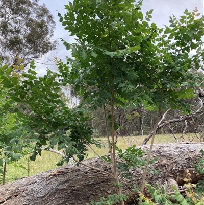 Unverified Other Tree at Hackett, ACT - Yesterday by waltraud