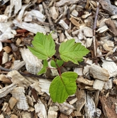Unverified Other Tree at Hackett, ACT - Yesterday by waltraud
